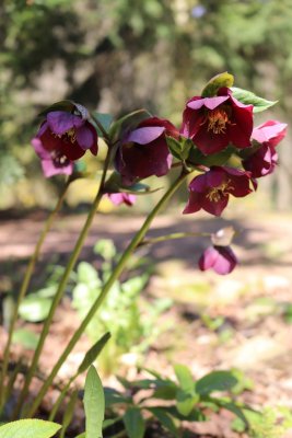Helleborus purpurascens - čemeřice nachová